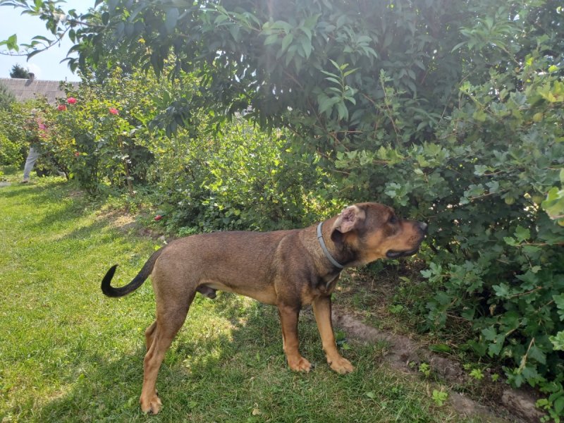 Oddam Cane Corso - 02