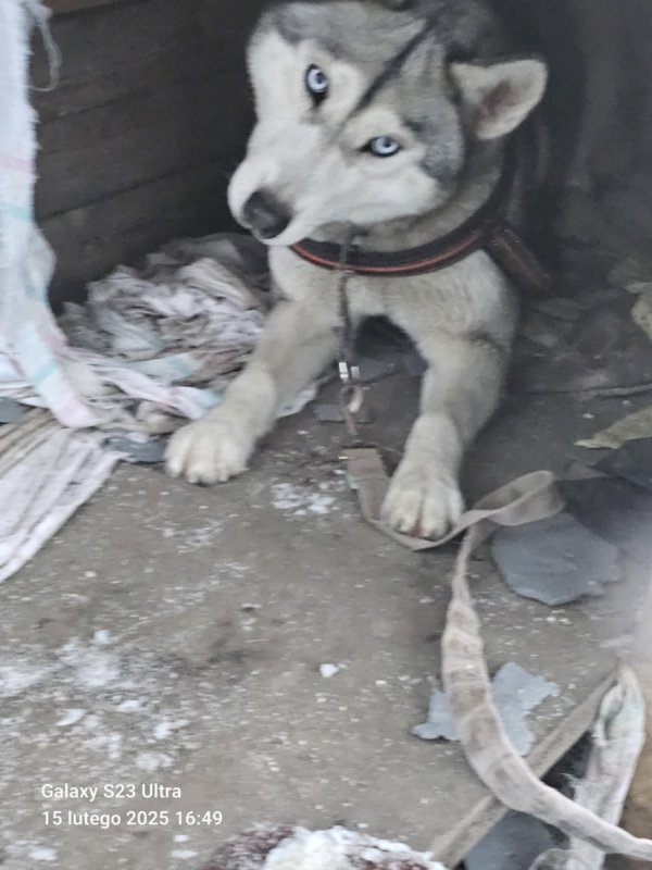 Pies hasky