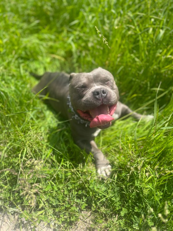 Oddam suczkę rasy Amstaff Blue