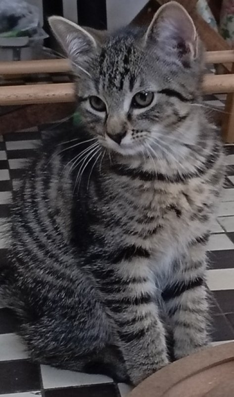 Ostatnia z 3 uroczych koteczek szuka dobrego domu