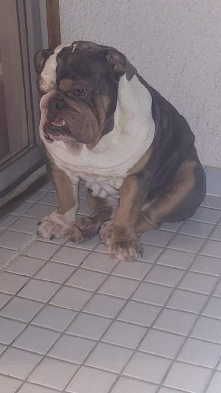 Oddam pieknego Buldoga angielskiego
