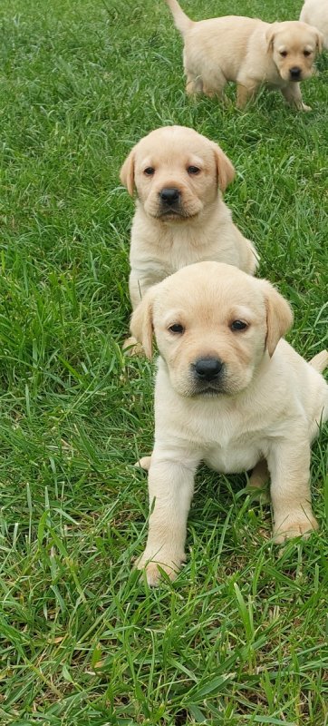 Szczenieta labrador