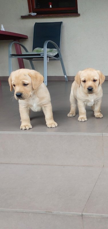 Szczeniak Labrador