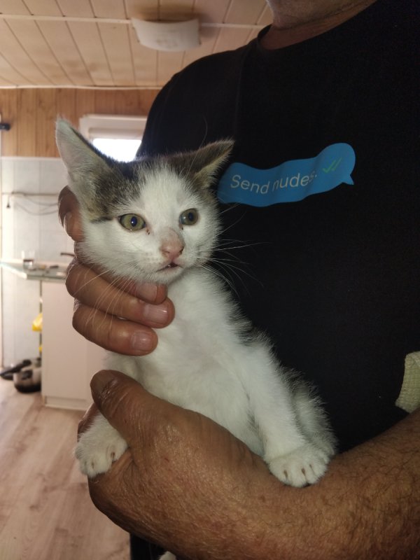 Kotki do adopcji