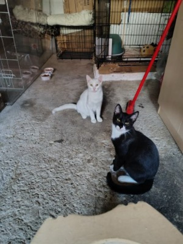 Dwa kocurki szukają domu - 01