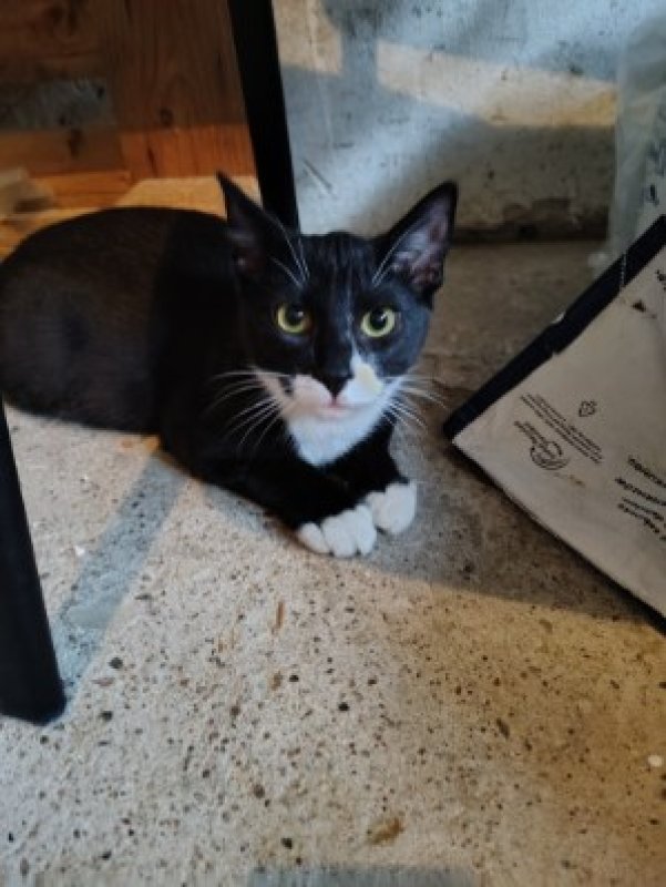 Dwa kocurki szukają domu - 02