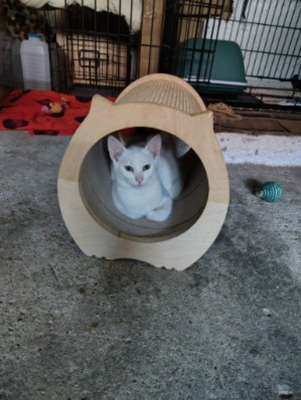 Dwa kocurki szukają domu - 03