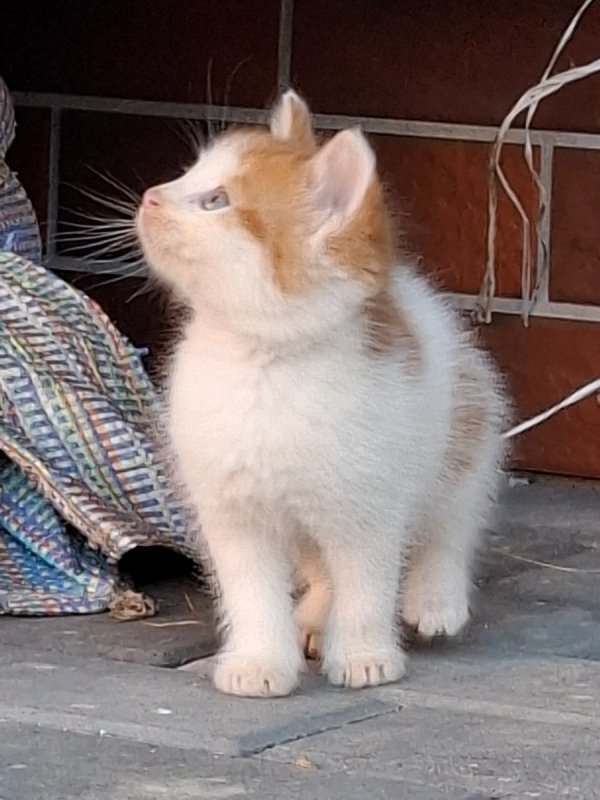 Oddam śliczne kotki za darmo - 01