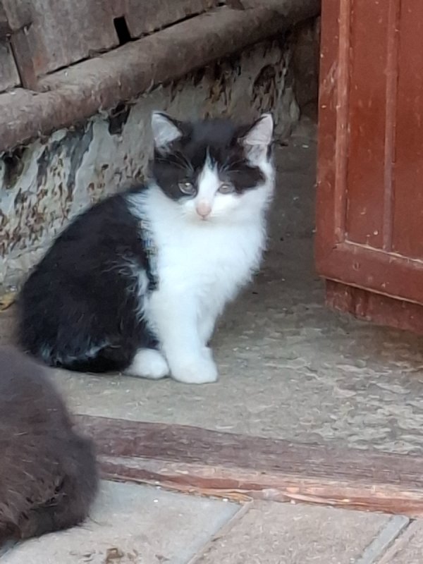 Oddam śliczne kotki za darmo - 03