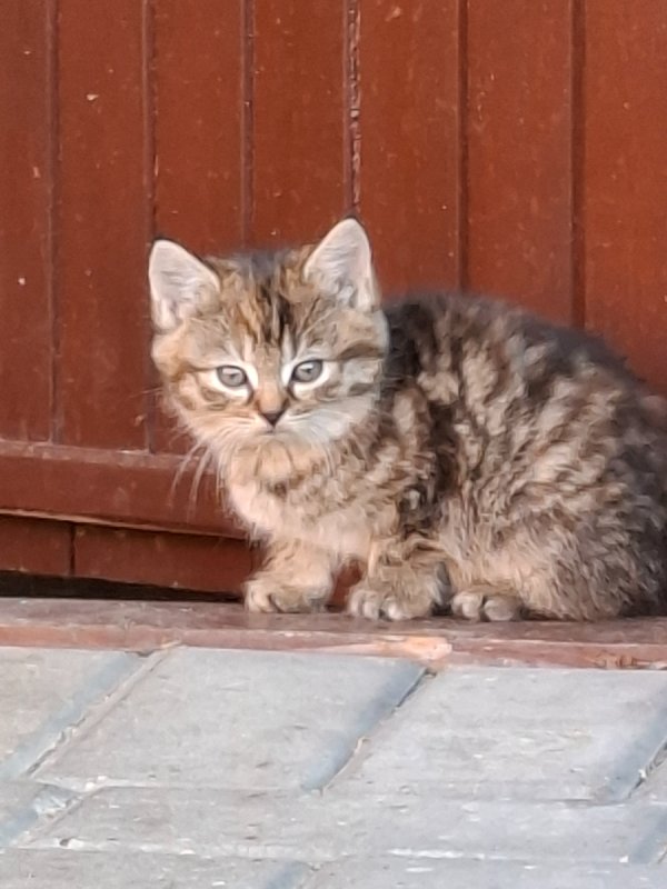 Oddam śliczne kotki za darmo - 04