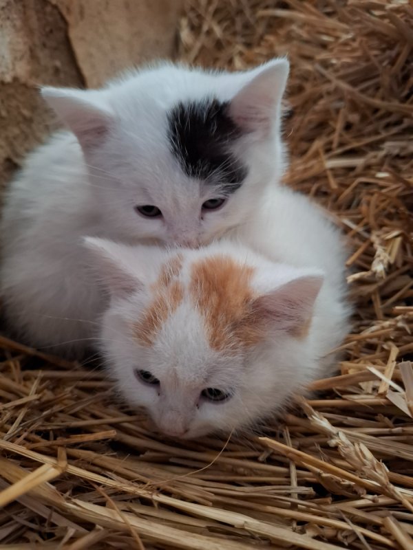 Oddam śliczne kotki za darmo - 05