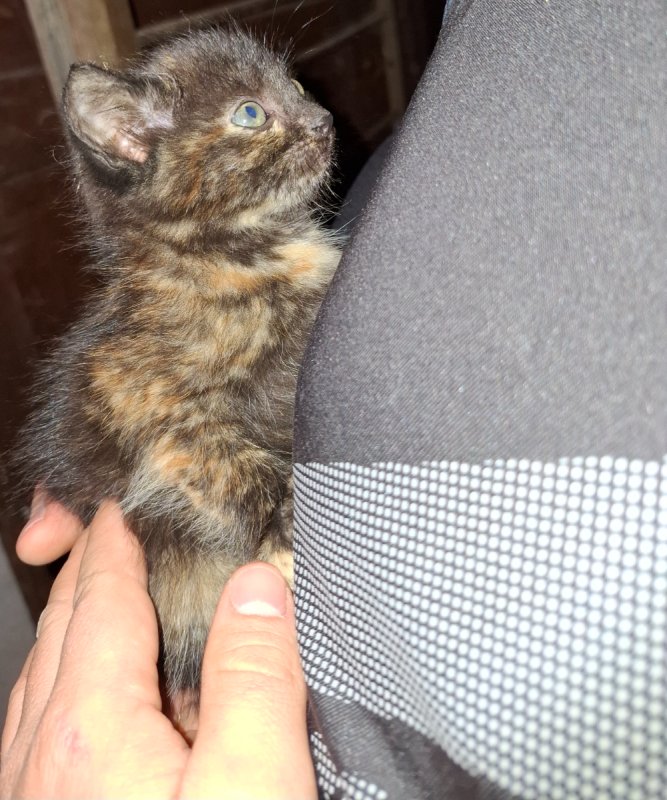 Oddam śliczne kotki za darmo - 06