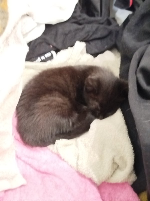 Oddam małą kotkę - 01