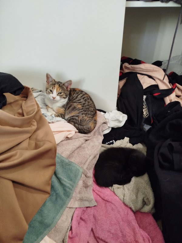 Oddam małą kotkę - 02