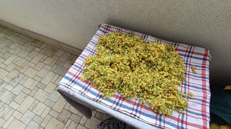 Oddam za darmo susz z kwiatów lipy