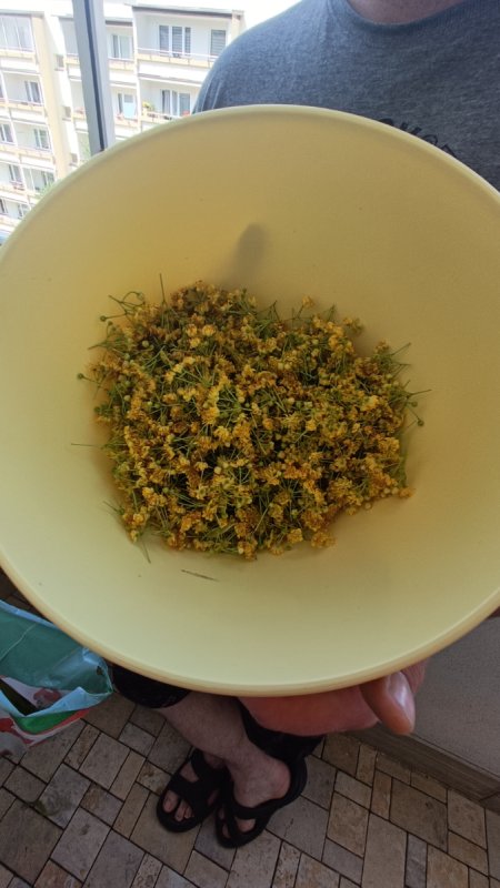 Oddam za darmo susz z kwiatów lipy - 01