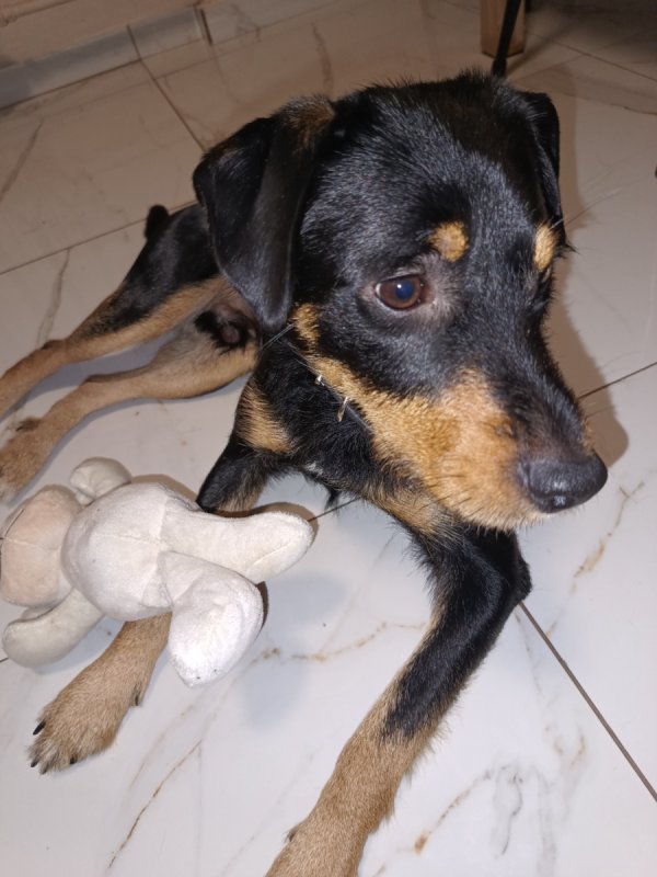 Oddam pieska w dobre ręce