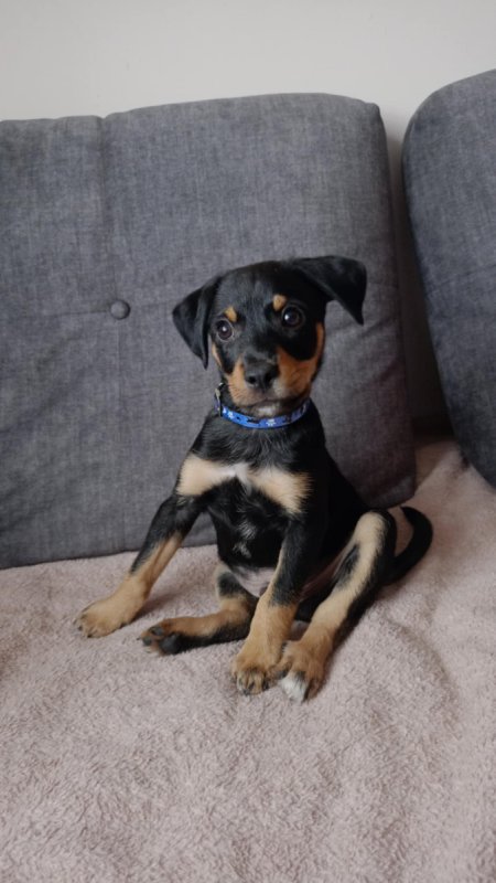 Oddam pieska w dobre ręce - 01