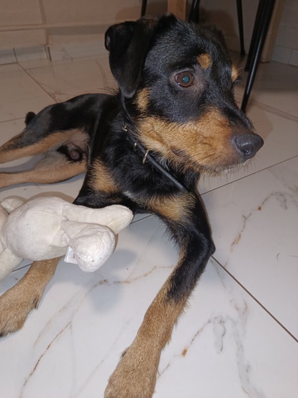 Oddam pieska w dobre ręce - 02