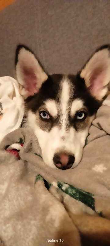 Oddam szczeniaka mieszaniec z husky