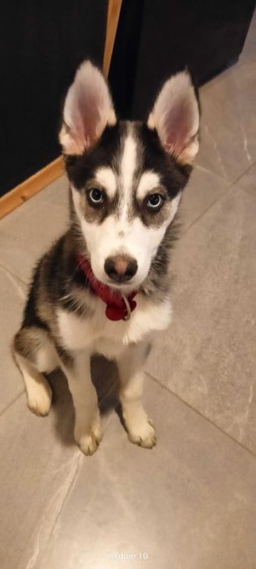 Oddam szczeniaka mieszaniec z husky - 02