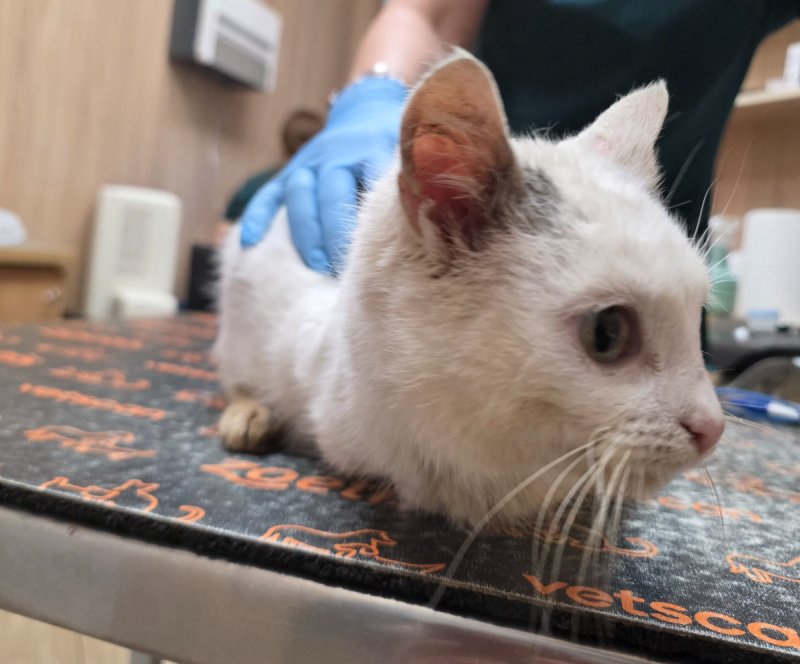 Kotka Łatka do oddania - 01