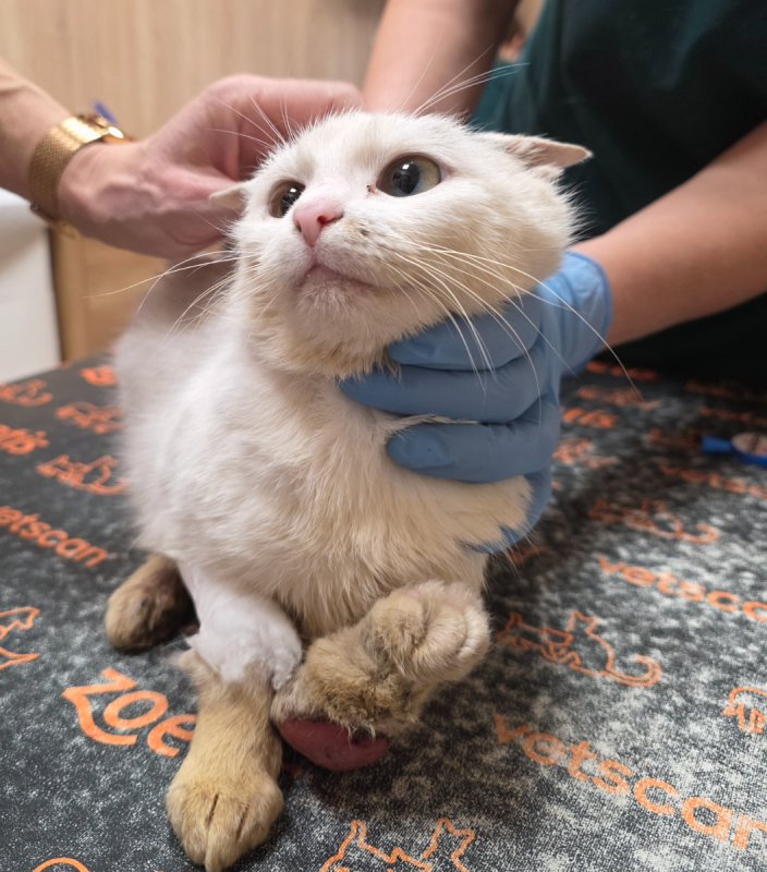 Kotka Łatka do oddania - 02