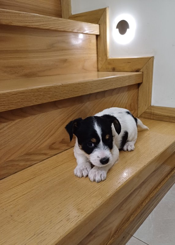 Do oddania szczenięta - 02