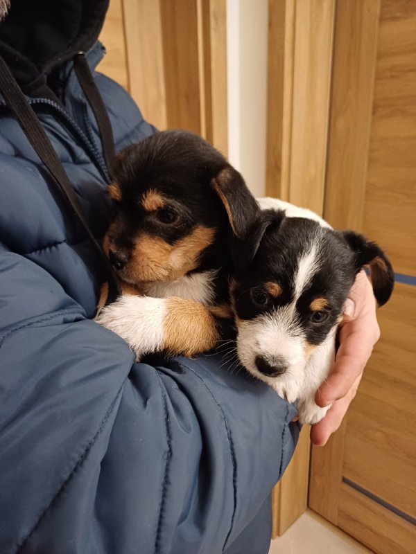 Do oddania szczenięta - 03