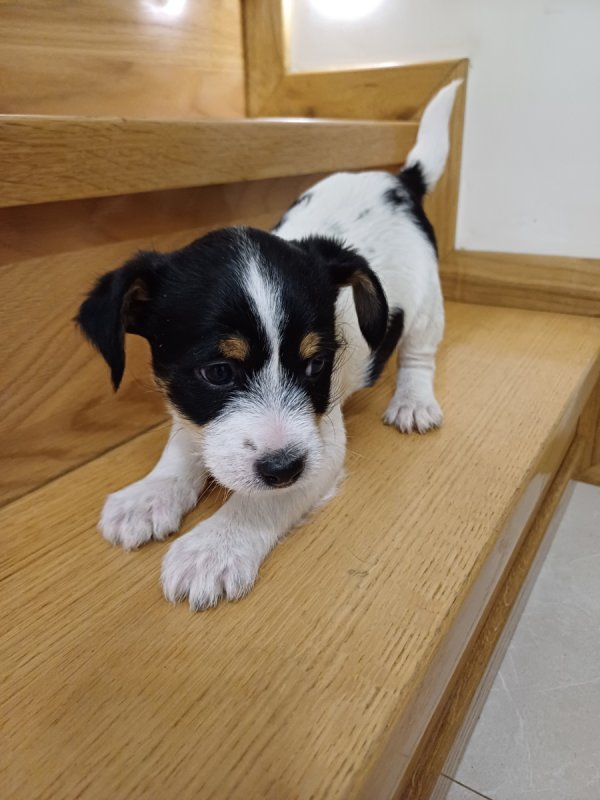 Do oddania szczenięta - 04