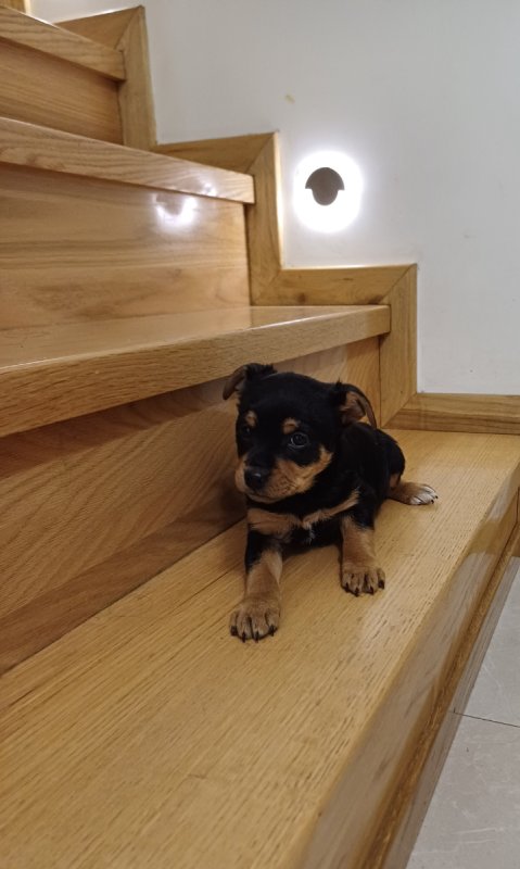 Do oddania szczenięta - 05