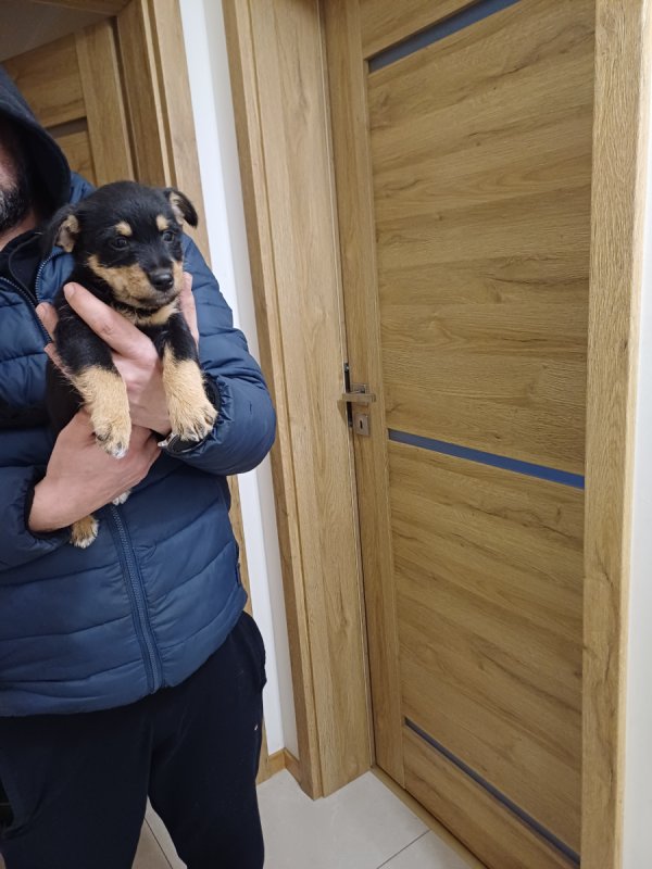 Do oddania szczenięta - 06