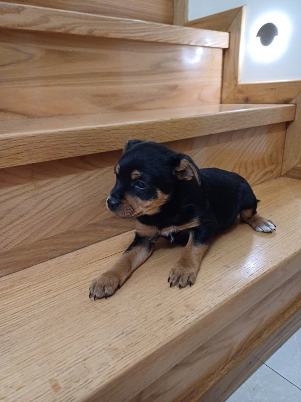 Do oddania szczenięta - 08