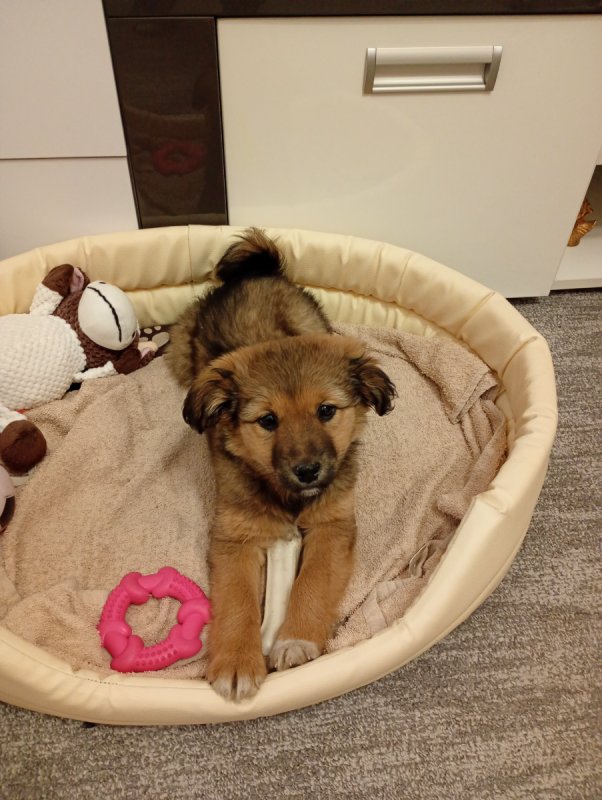 2,5 mies.synia czeka na nowy dom