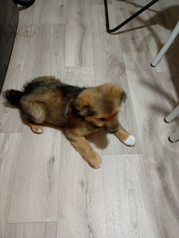 2,5 mies.synia czeka na nowy dom - 01