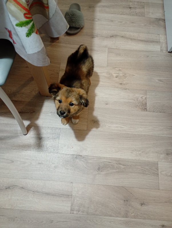 2,5 mies.synia czeka na nowy dom - 02