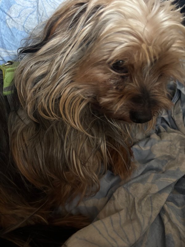 Oddam yorka za darmo