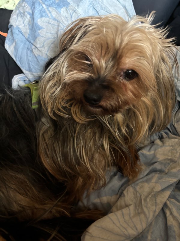 Oddam yorka za darmo - 01