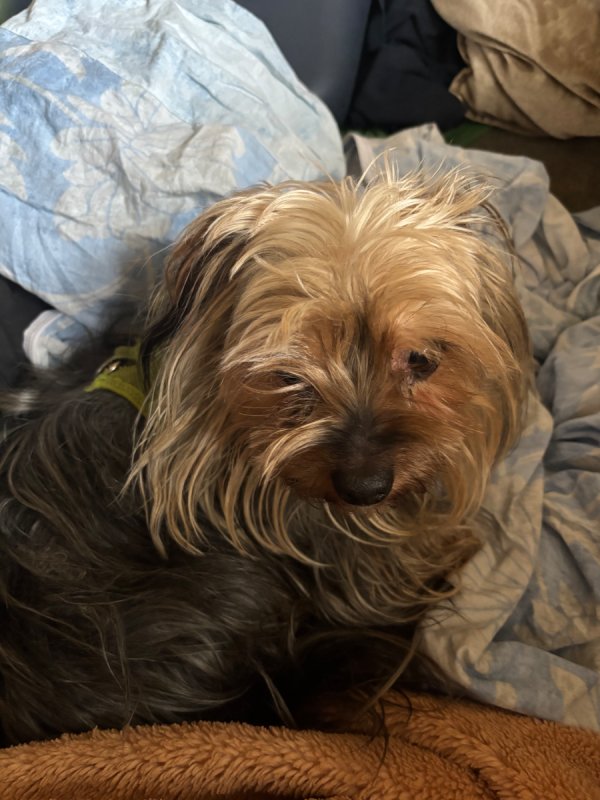 Oddam yorka za darmo - 02