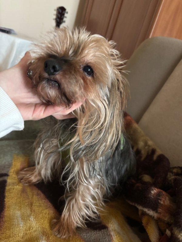 Oddam yorka za darmo - 03