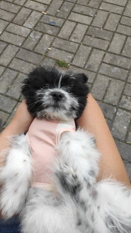 Oddam psa w dobre ręce