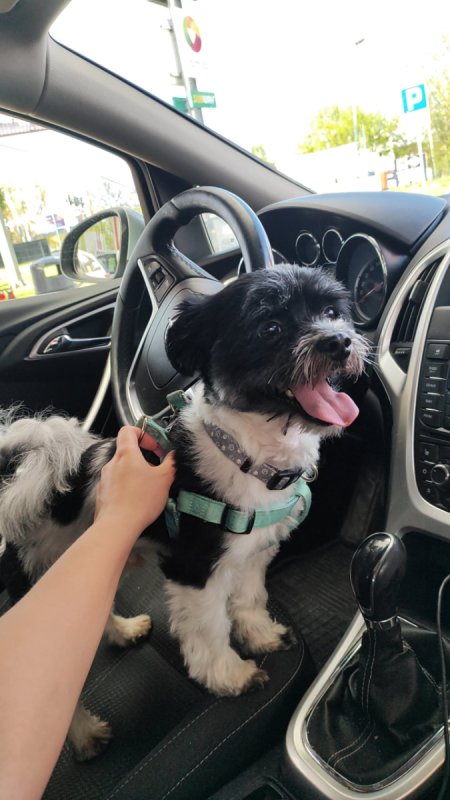 Oddam psa w dobre ręce - 01