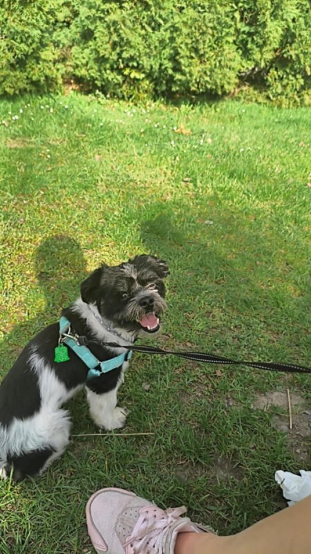 Oddam psa w dobre ręce - 02