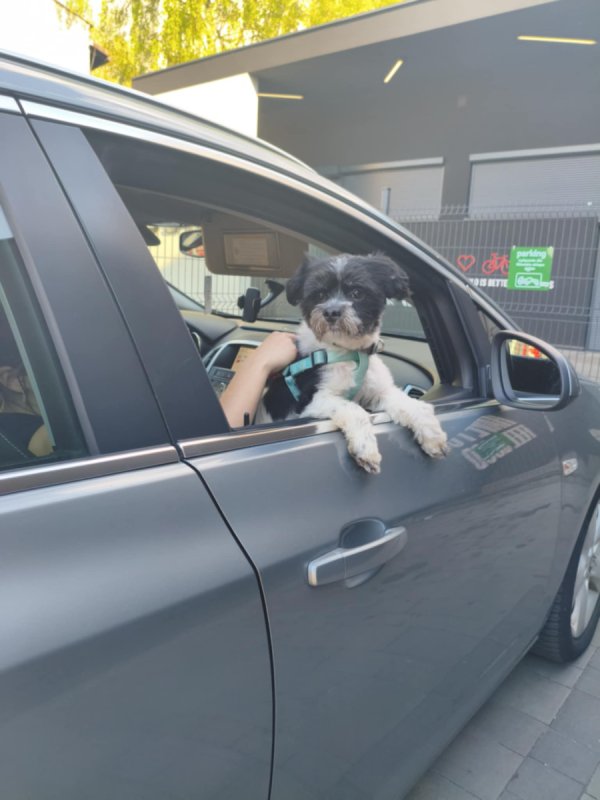 Oddam psa w dobre ręce - 03