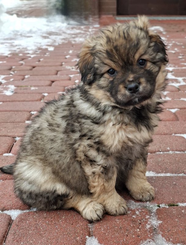 Oddam śliczne małe szczeniaki.