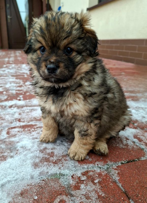 Oddam śliczne małe szczeniaki. - 01