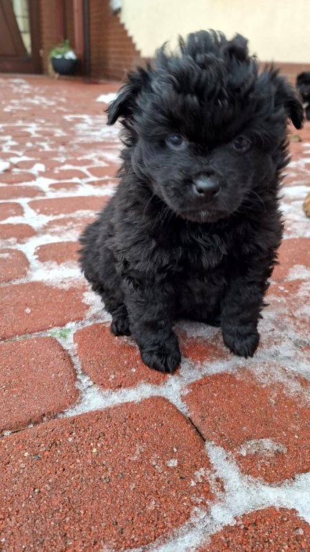 Oddam śliczne małe szczeniaki. - 02