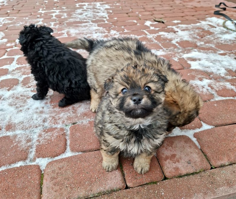 Oddam śliczne małe szczeniaki. - 03