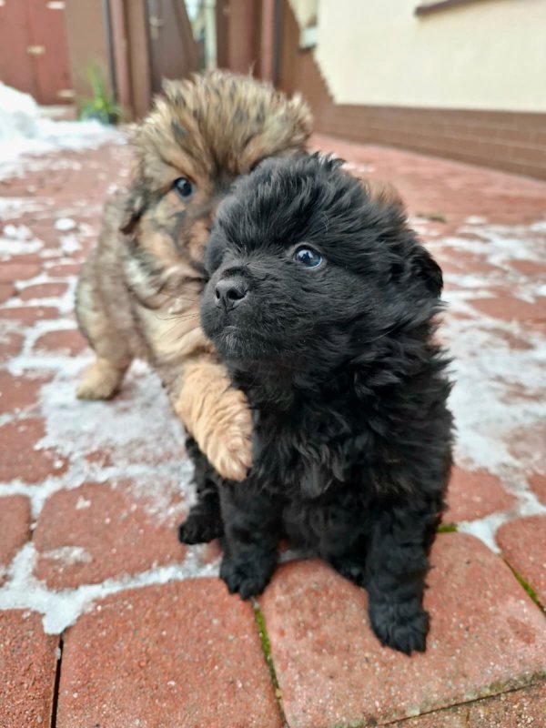 Oddam śliczne małe szczeniaki. - 04