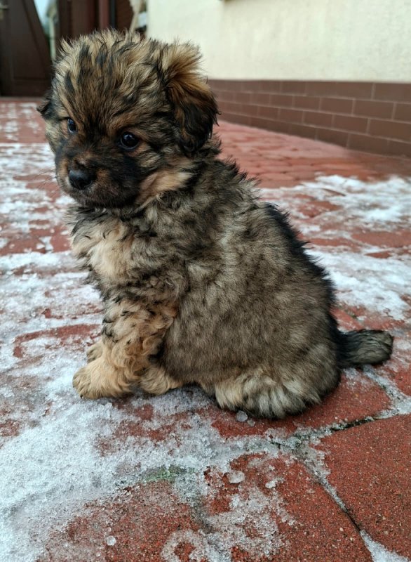 Oddam śliczne małe szczeniaki. - 05